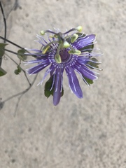 Passiflora subrotunda