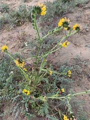 Amsinckia spectabilis