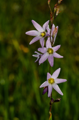 Ixia rapunculoides
