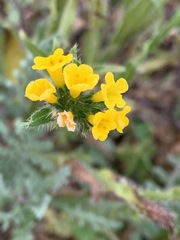 Amsinckia spectabilis