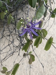 Passiflora subrotunda