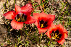 Romulea sabulosa
