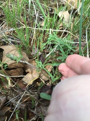 Calystegia stebbinsii