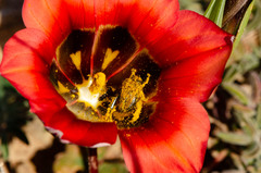 Romulea sabulosa