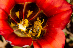 Romulea sabulosa
