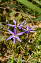 Hesperantha pilosa