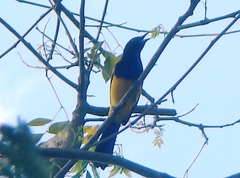 Icterus prosthemelas