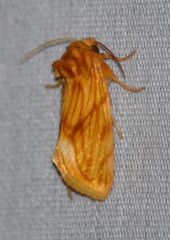 Cirrhophanus pretiosa