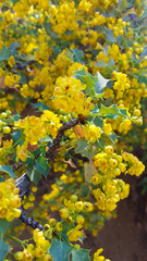 Berberis higginsiae