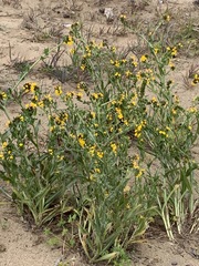 Amsinckia spectabilis