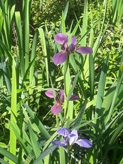 Iris giganticaerulea