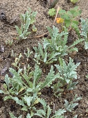 Lessingia germanorum