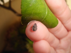 Sciocoris sideritidis