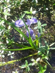 Iris giganticaerulea