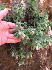 Podonosma orientalis