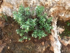 Podonosma orientalis