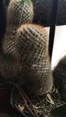 Mammillaria columbiana