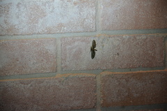 Holochroa dissociarius