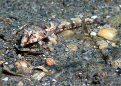 Lancer Dragonet photo 4