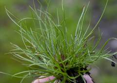 Carex breviculmis