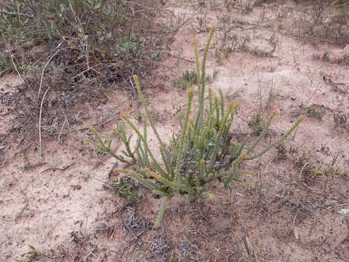 Leucadendron thymifolium, photograph 6