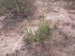 Leucadendron thymifolium, photograph (c) De Waal Hugo, some rights reserved (CC BY)