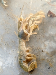 Upogebia pugettensis