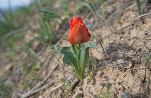 Tulipa greigii, photograph 6