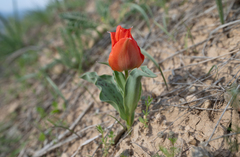 Tulipa greigii, photograph (c) Morten Ross, some rights reserved (CC BY)