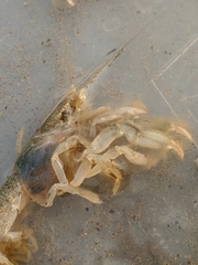 Upogebia pugettensis