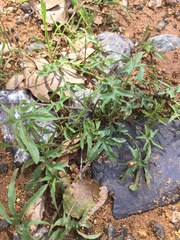 Calystegia stebbinsii