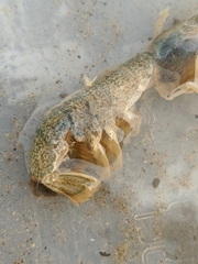 Upogebia pugettensis