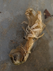 Upogebia pugettensis