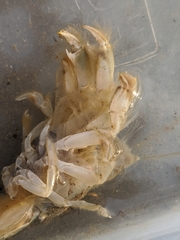 Upogebia pugettensis