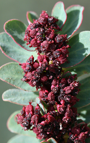 Euphorbia anthonyi