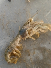 Upogebia pugettensis
