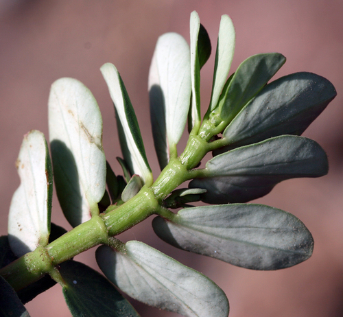 Euphorbia anthonyi