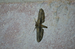 Holochroa dissociarius