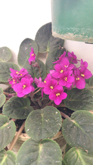 Streptocarpus ionanthus