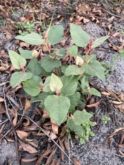 Lasiopetalum macrophyllum