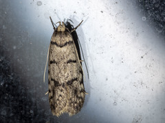 Scatochresis episema