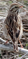 Passerculus sandwichensis