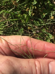 Schedonnardus paniculatus