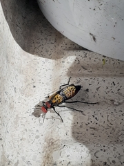 Tegrodera aloga