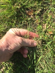 Schedonnardus paniculatus