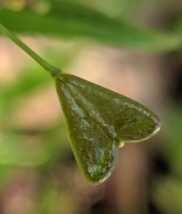 Capsella bursa-pastoris