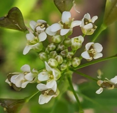 Capsella bursa-pastoris