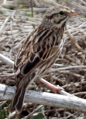 Passerculus sandwichensis