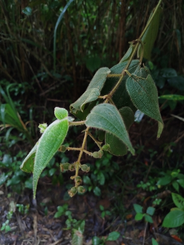 Miconia dependens