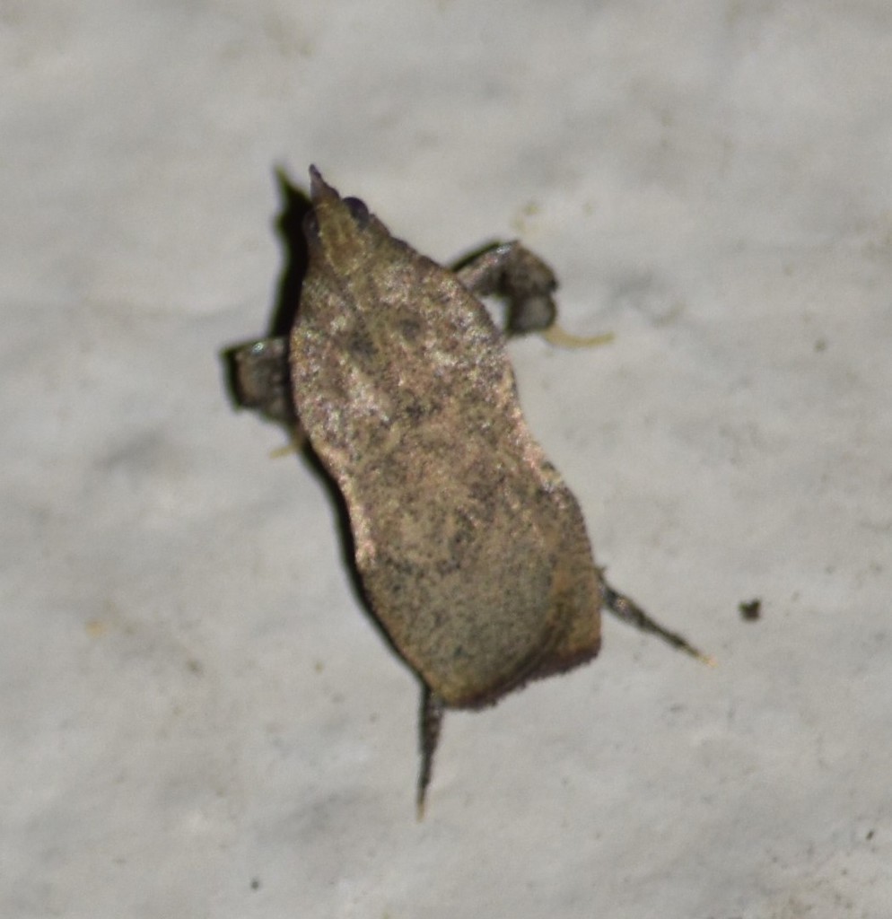 Negalasa fumalis